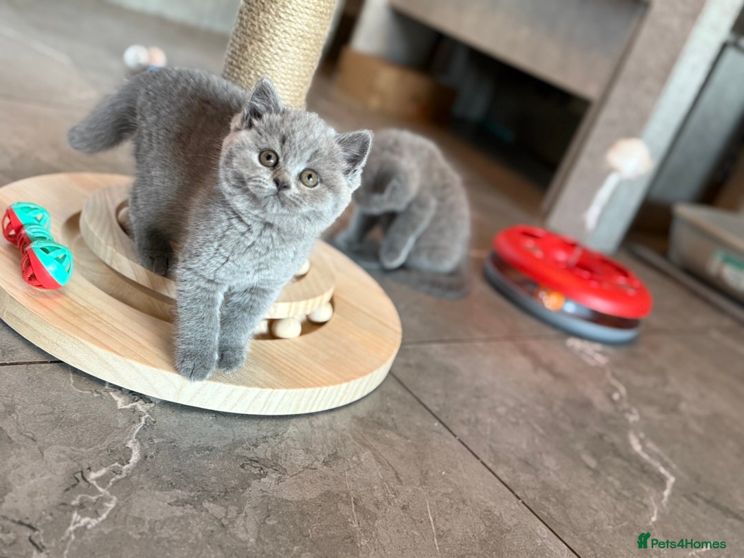 British Shorthair cats for sale: Champion mum & dad litter 1 🩵 & 1 🩷 - Image 15
