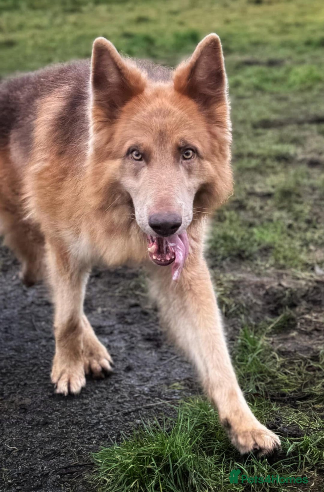 German Shepherd dogs for stud: Isabella & tan German shepherd stud dog - Image 8