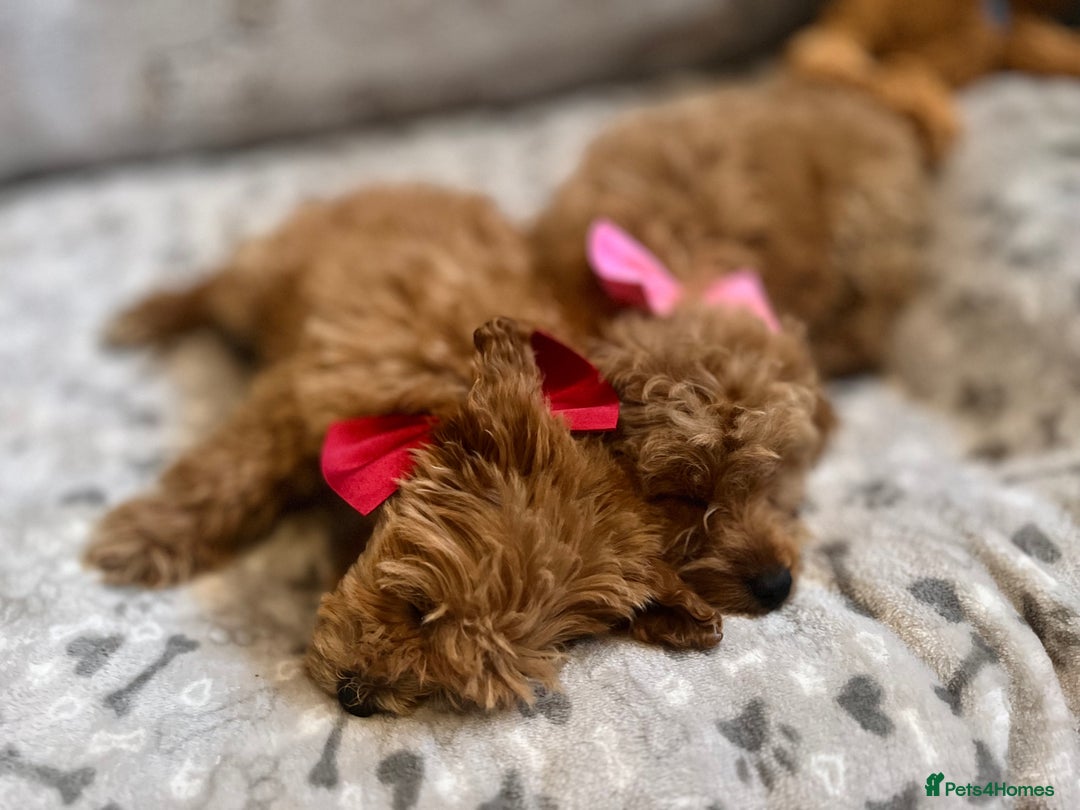 Miniature Poodle dogs for sale: 🐶 Miniature Poodle Puppies! 🐾 - Image 14