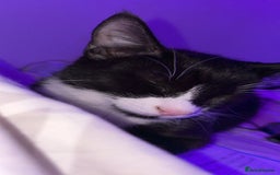 British Shorthair cats for sale: Missy & her 3 kittens & adopted rescue kitten scar - Image 15