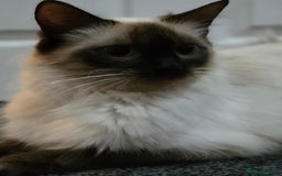 Ragdoll cats for sale: Full pedigree Ragdoll 16 months old - Image 3