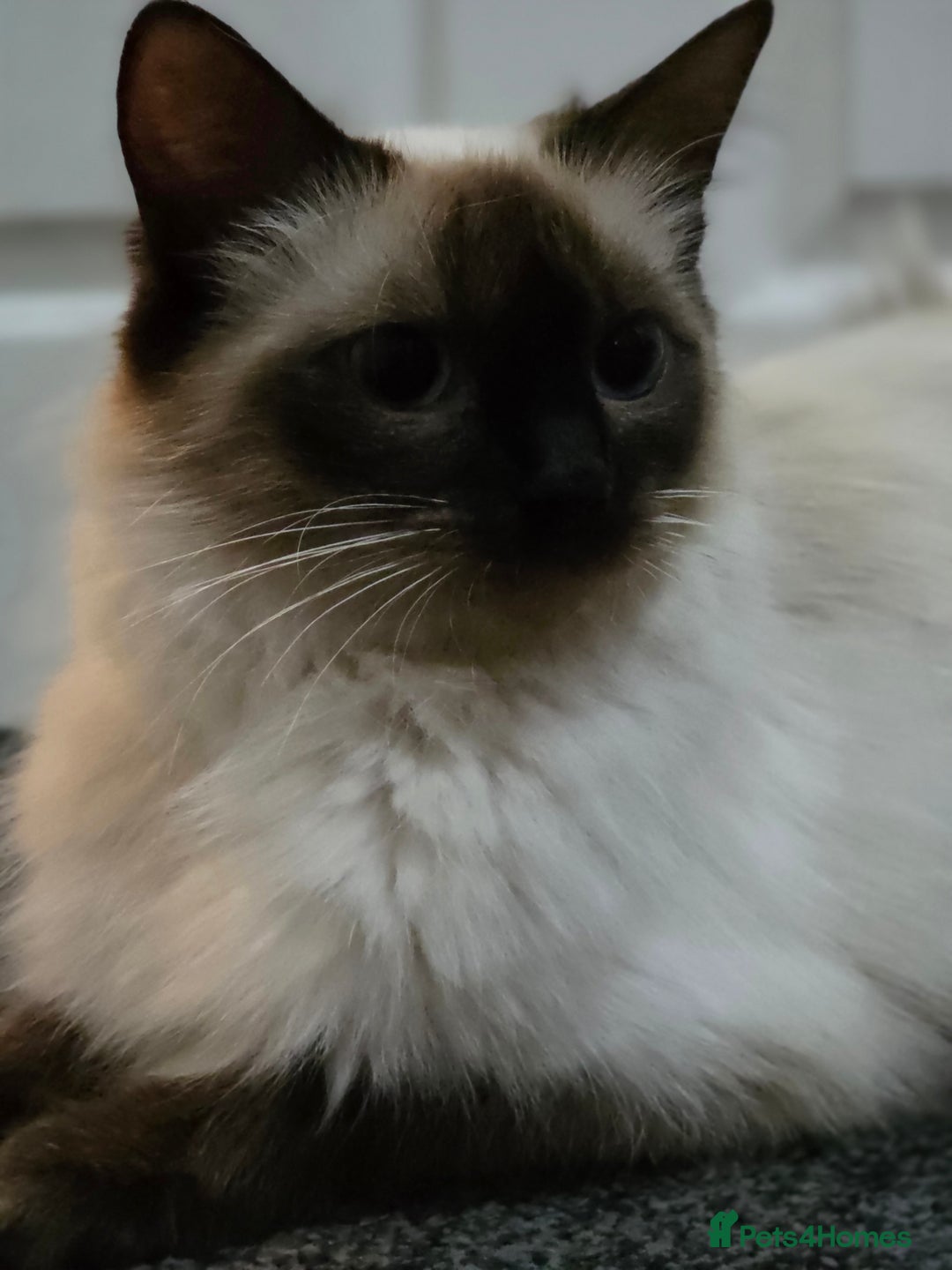Ragdoll cats for sale: Full pedigree Ragdoll 16 months old - Image 3