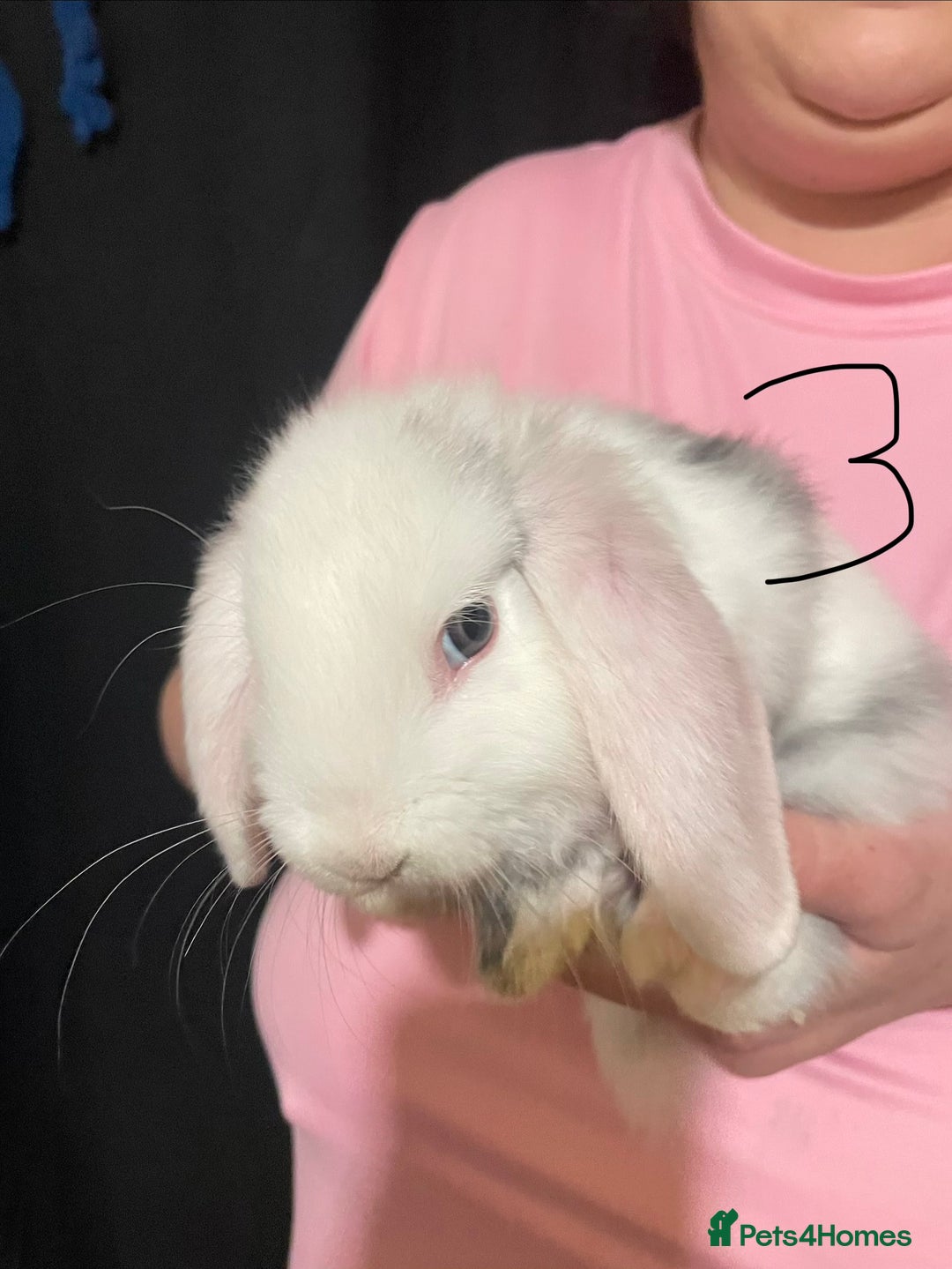 Mixed Breed rabbits for sale: 4x Bunnies for sale  - Advert 21