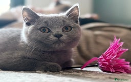 British Shorthair cats for sale: Adorable GCCF British Shorthair Kittens  - Image 1
