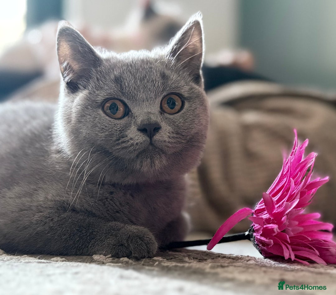 British Shorthair cats for sale: Adorable GCCF British Shorthair Kittens  - Image 1