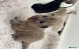 Maine Coon cats for sale: Main coon cross ragdoll  - Image 5