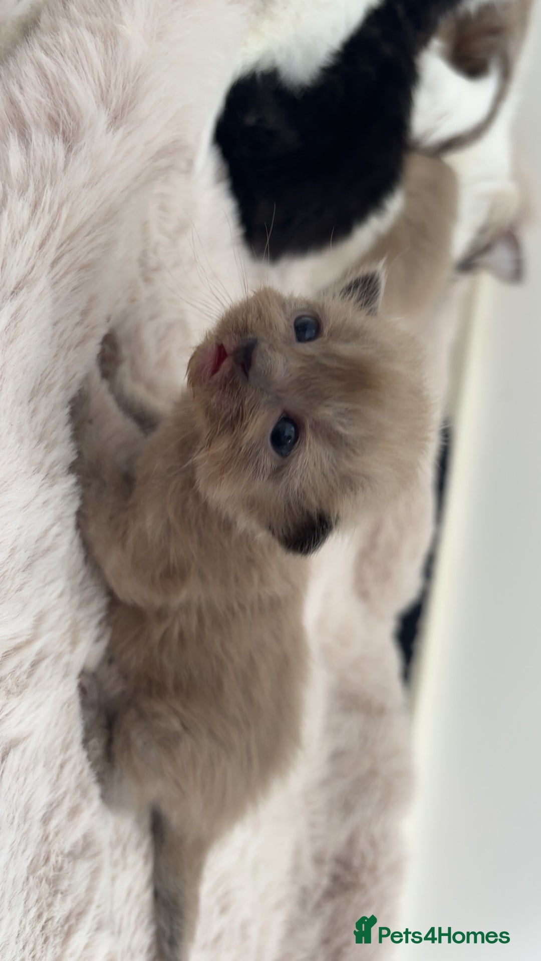 Maine Coon cats for sale: Main coon cross ragdoll  - Image 5