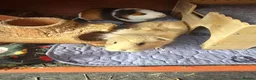 Guinea Pig rodents for sale: 2 female Guinea pigs and hutch - Advert 3