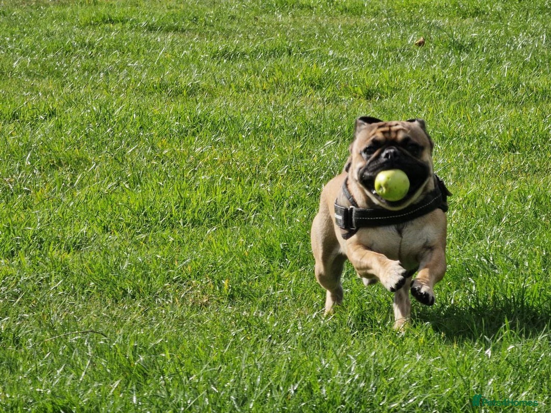 Pug dogs for stud: For Stud - Apricot Fawn Pug Benson. - Image 13