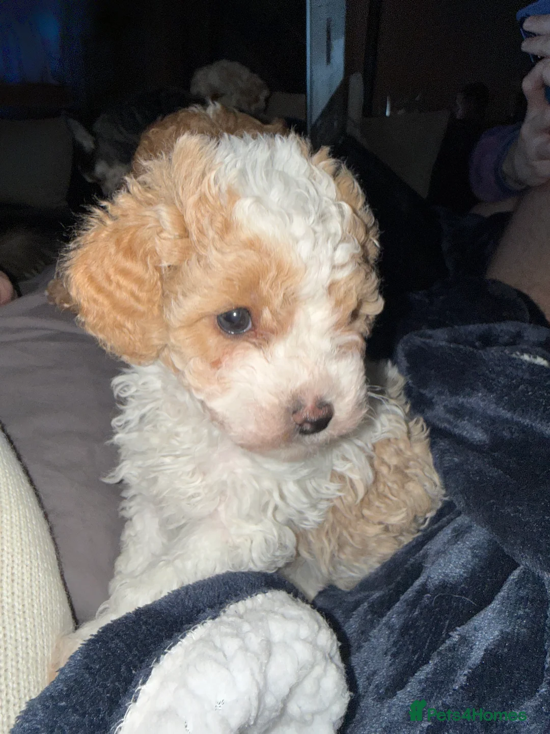 Cavapoo dogs for sale: Beautiful male Cavapoo Puppy  - Advert 3