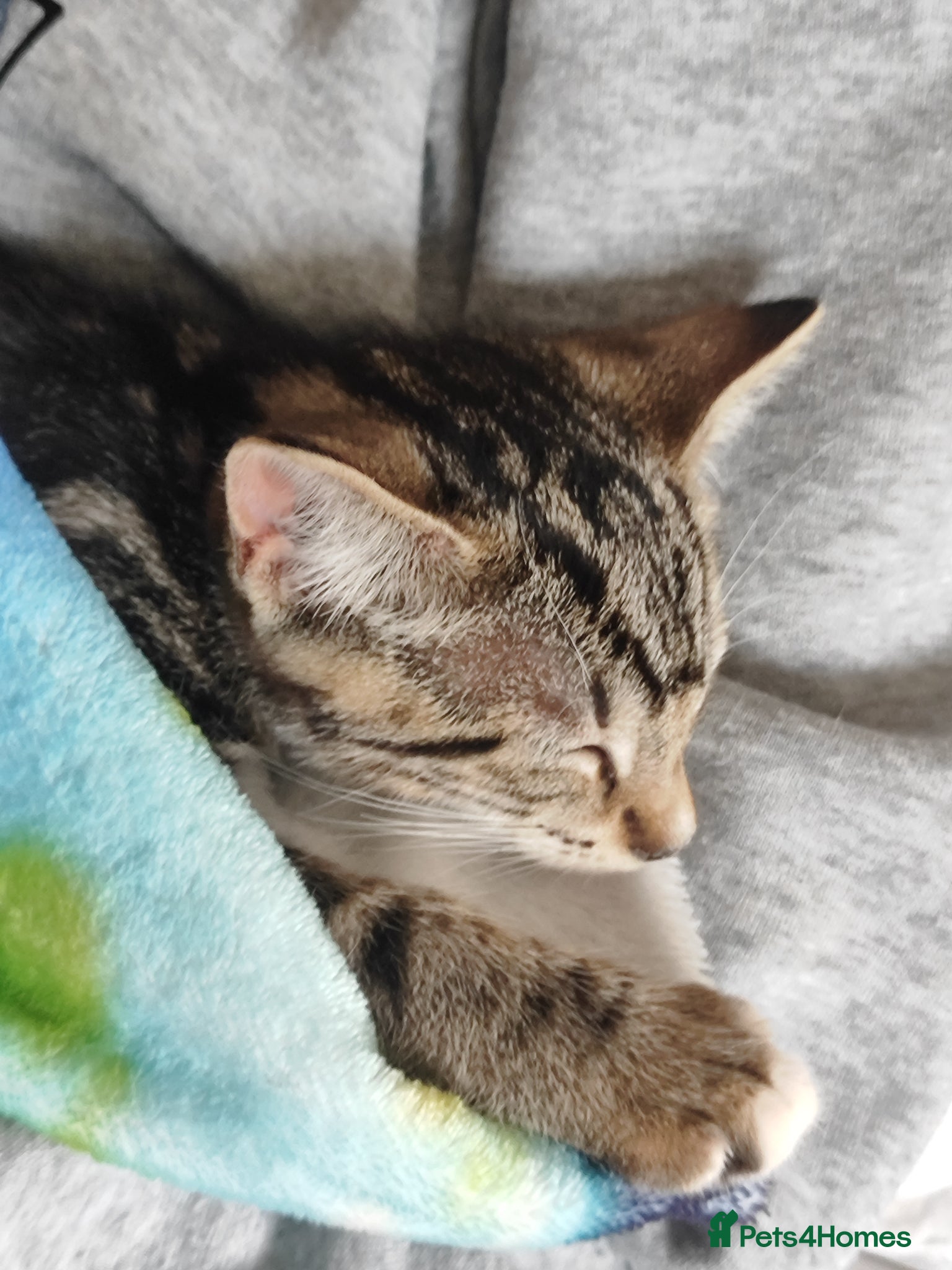 Mixed Breed cats Beautiful boy looking for forever home - Advert 4