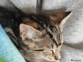 Mixed Breed cats Beautiful boy looking for forever home - Advert 4
