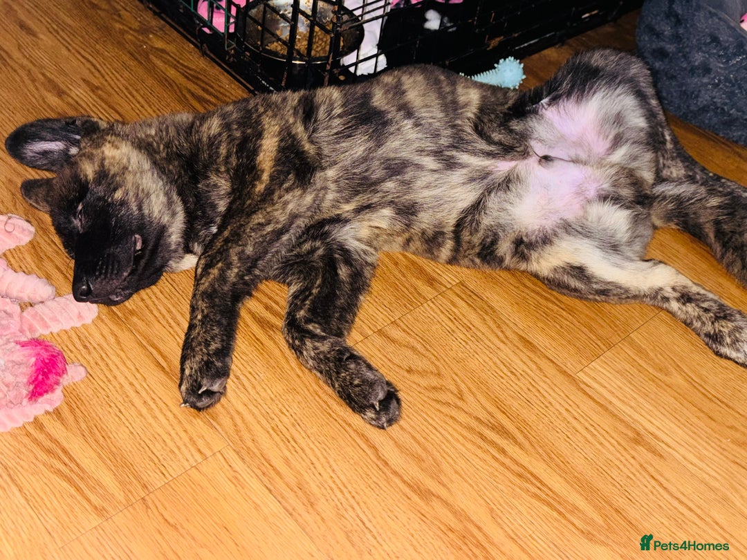 Mixed Breed dogs for sale: Bear, 5 month old brindle Akita x german shepherd  - Advert 4