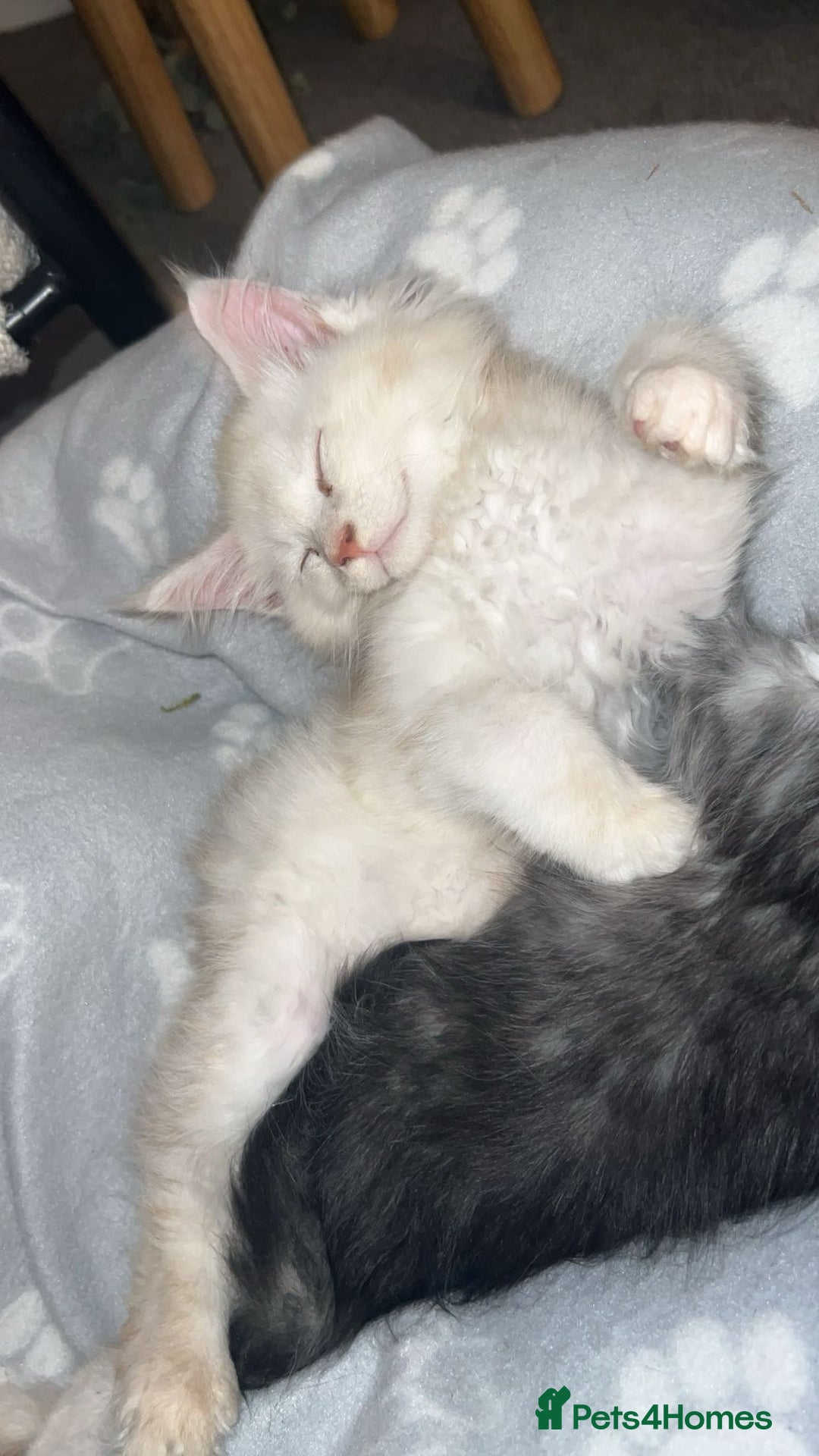 Maine Coon cats for sale: Stunning championship Maine coons for sale - Advert 14