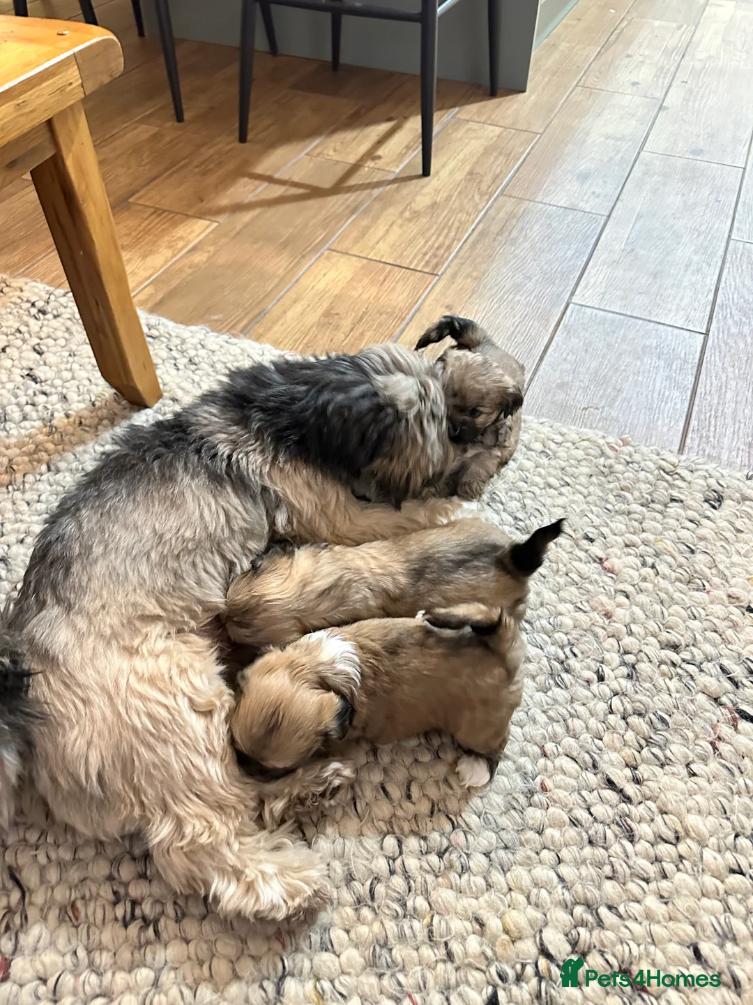 Lhasa Apso dogs for sale: Lhasa Apso pups for sale  - Advert 11
