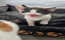 Mixed Breed cats for sale: 2 girl calico kittens  - Image 5