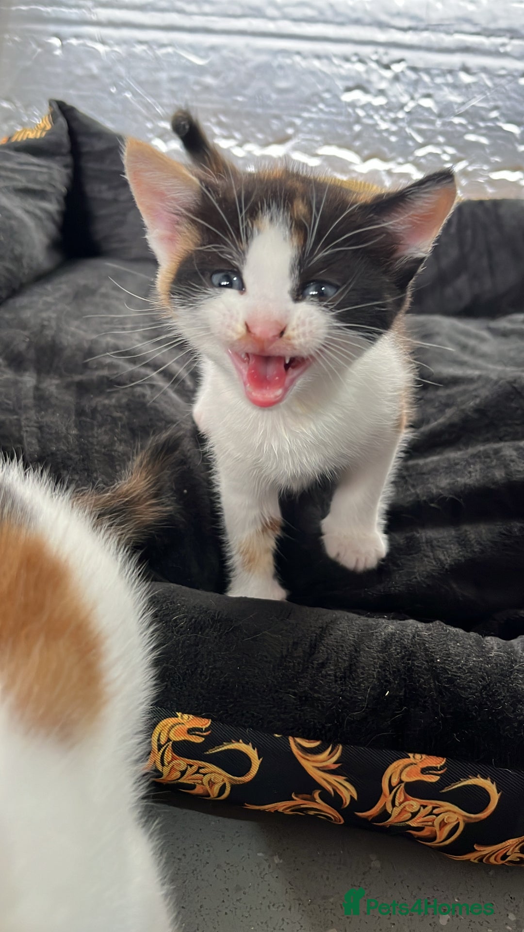 Mixed Breed cats for sale: 2 girl calico kittens  - Image 5