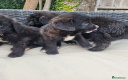 Mixed Breed dogs for sale: Saint Bernadoodles F1  - Image 3