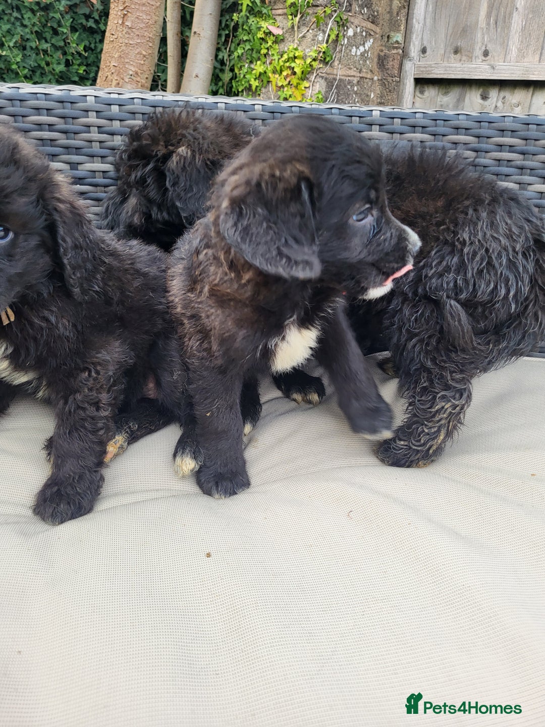 Mixed Breed dogs for sale: Saint Bernadoodles F1  - Image 3