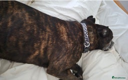 Staffordshire Bull Terrier dogs for sale: Staffie male for adoption - Image 2