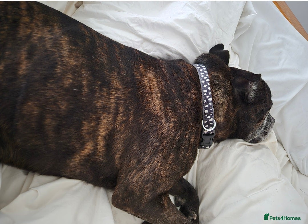 Staffordshire Bull Terrier dogs for sale: Staffie male for adoption - Image 2