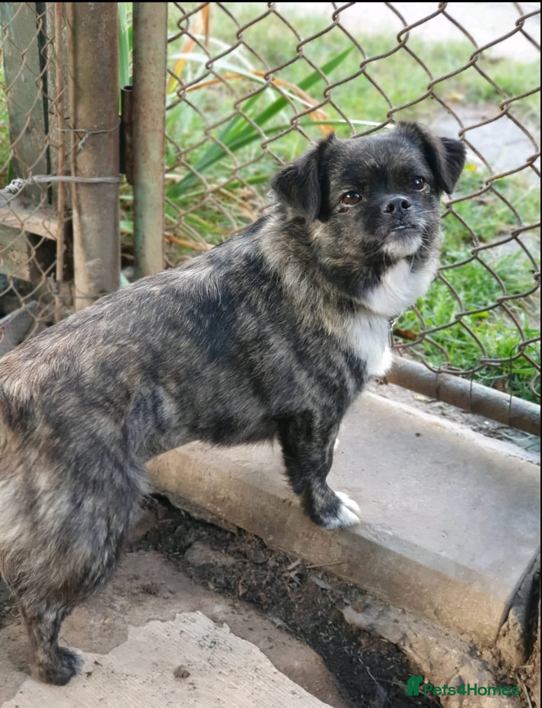 Mixed Breed dogs for adoption: 💖🐶 JUDY 🐶💖 - Image 2