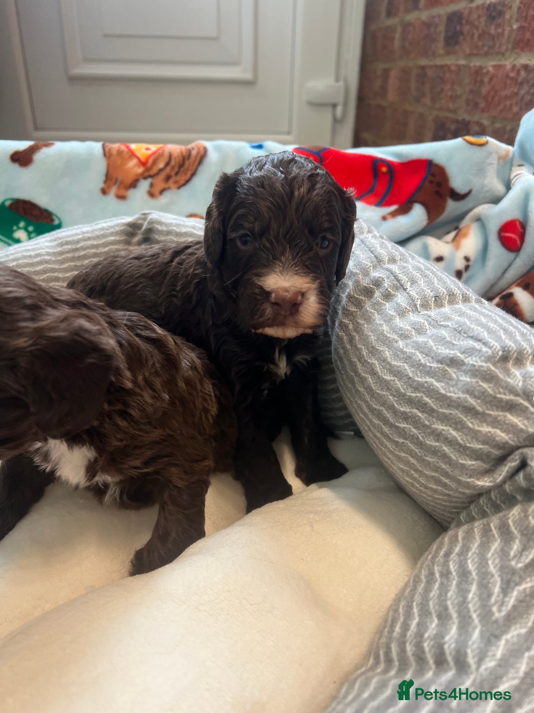 Cockapoo dogs for sale: Exceptional F1 Cockapoo puppies  - Advert 21