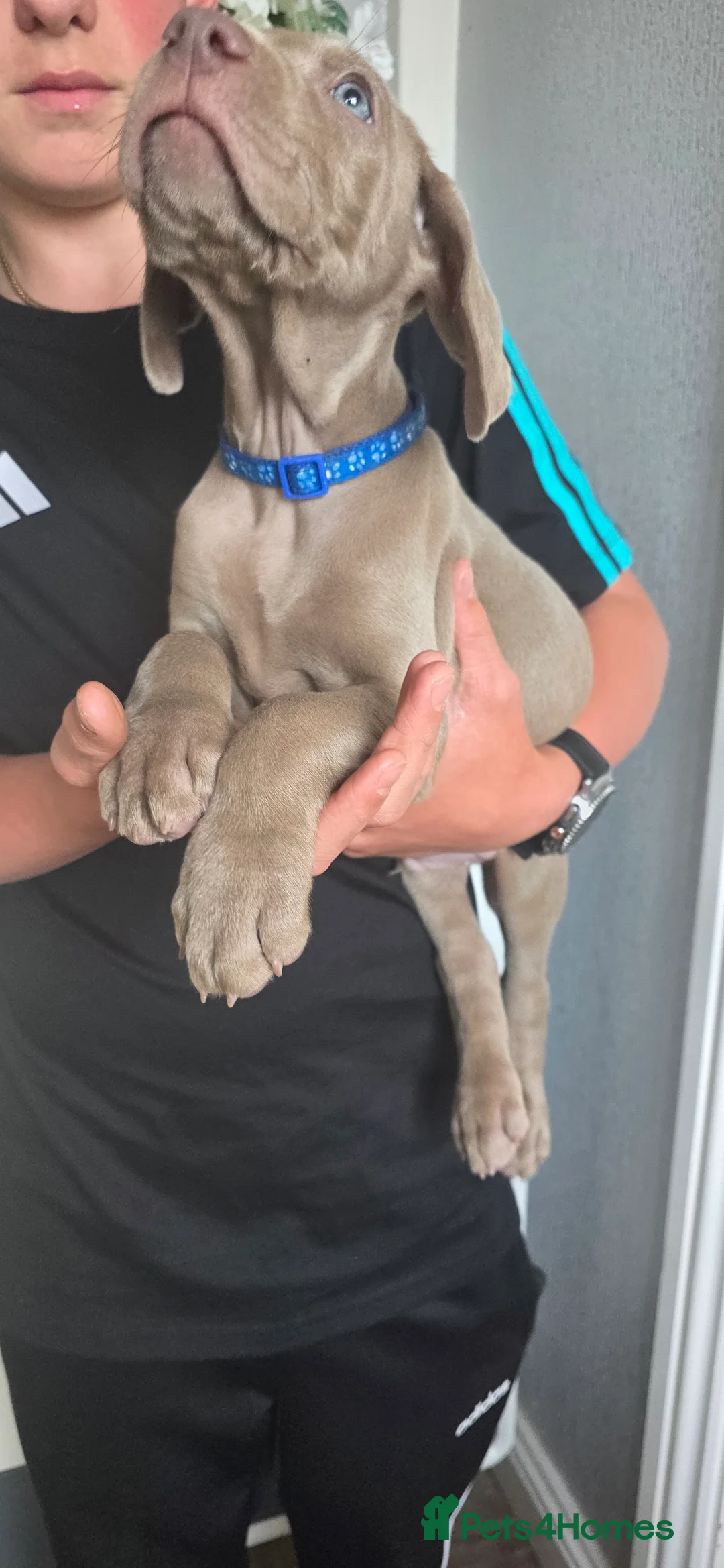 Weimaraner dogs for sale: Two gorgeous kc Weimaraner boys  - Advert 22