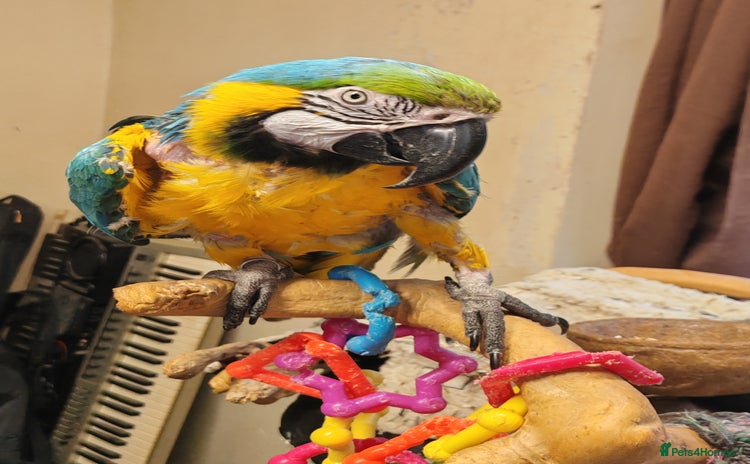 Macaws birds - Advert 2