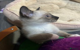 Snowshoe cats for sale: Three stunning snowshoe kittens  - Advert 4