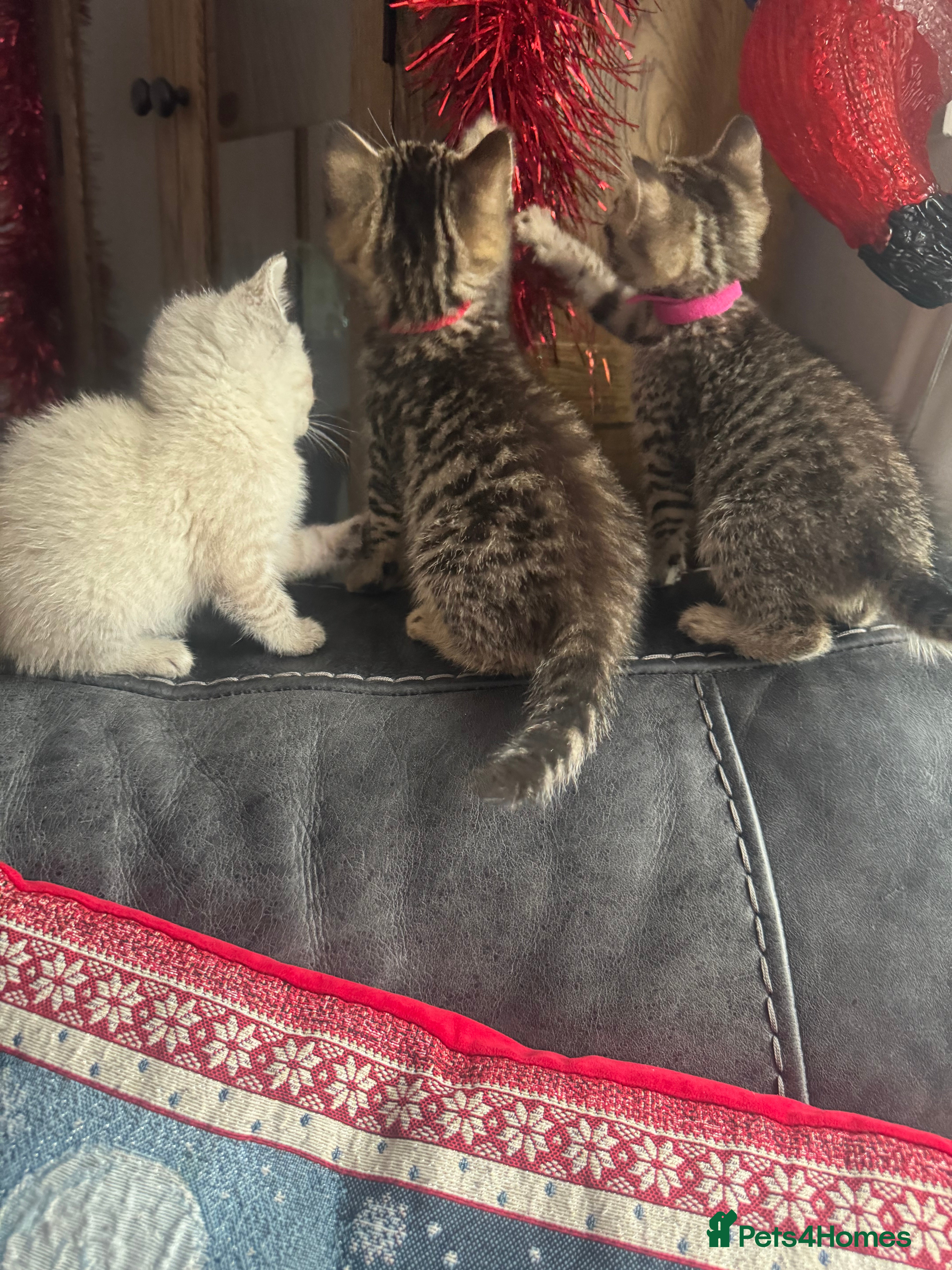Mixed Breed cats Kittens needing loving homes  - Advert 2