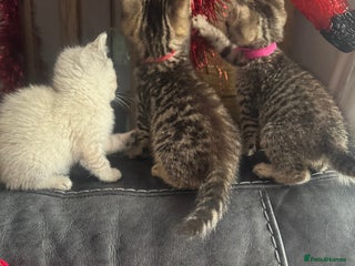 Mixed Breed cats Kittens needing loving homes - Advert 2