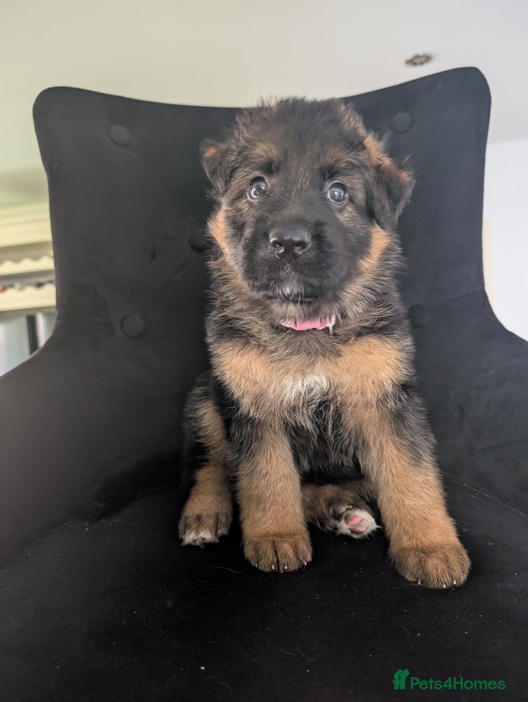German Shepherd dogs for sale: Gorgeous and healthy German Shepherds Puppies - Image 15