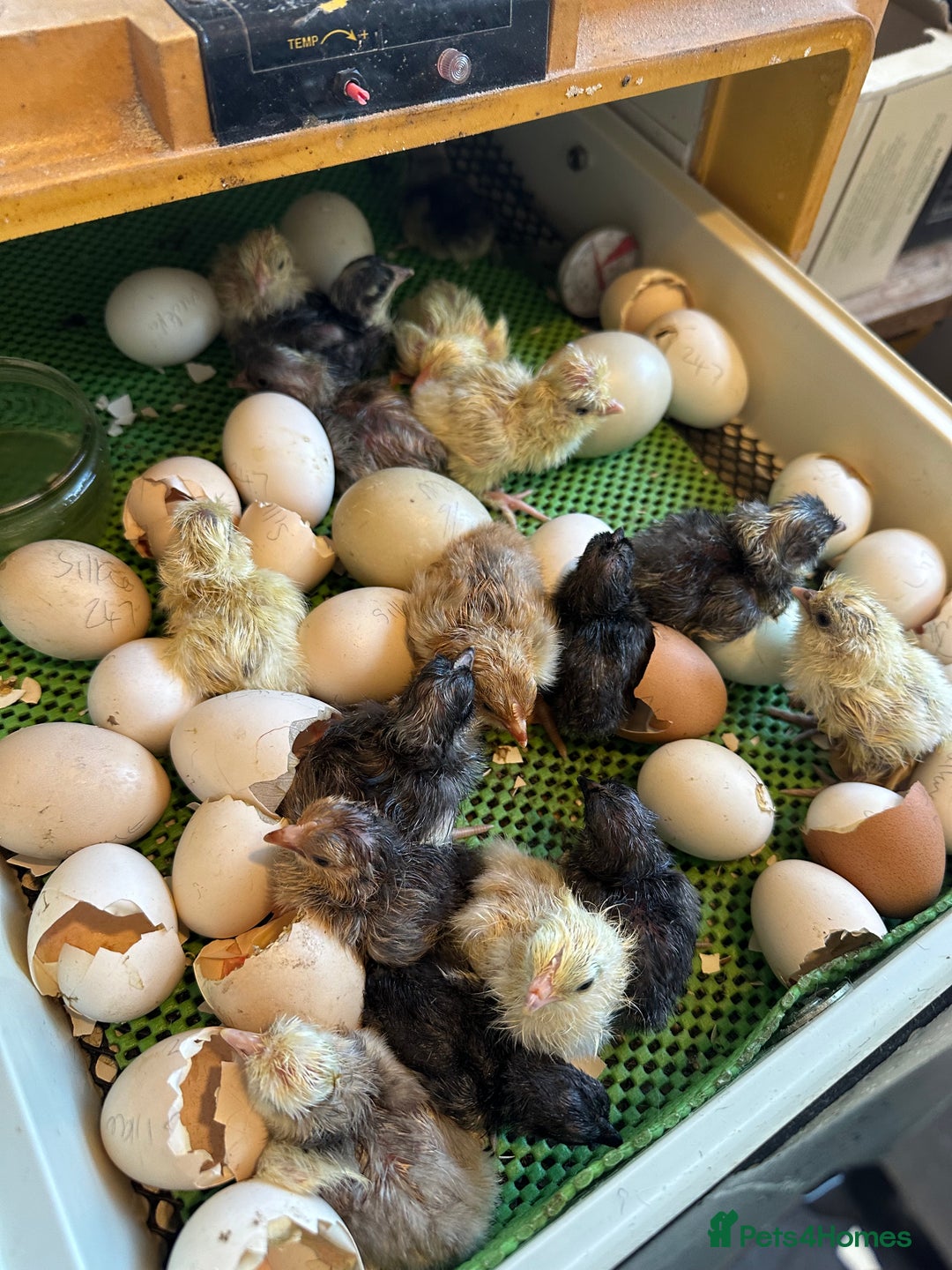 Chickens poultry for sale: Chicks polish silkies Pekin Brahma chickens  - Image 1