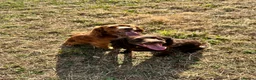 Cocker Spaniel dogs for sale: Working Cocker Spaniel Puppies  - Advert 7