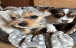 Jack Russell dogs for sale: Jack Russell puppies  - Image 3