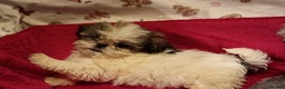 Shih Tzu dogs for sale: Shih Tzu puppy's  - Advert 9