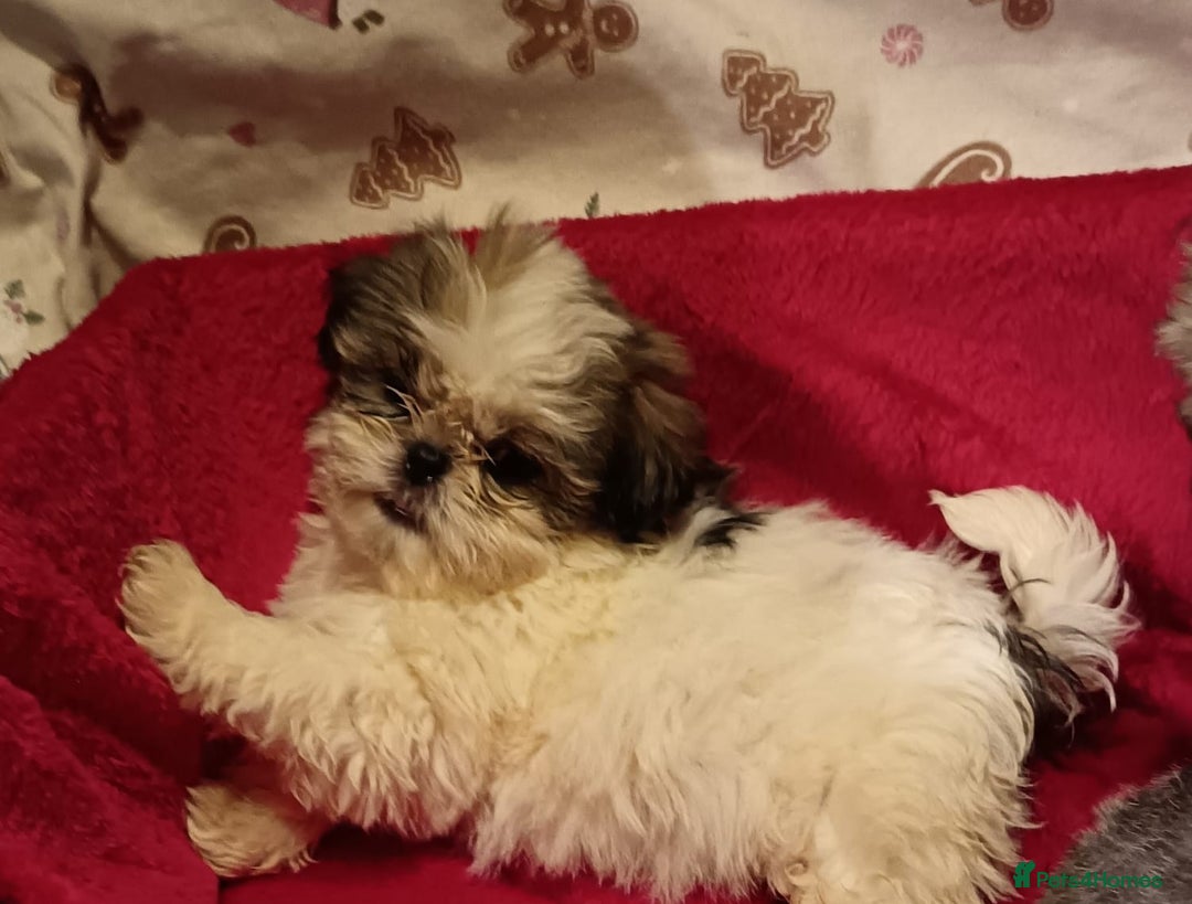 Shih Tzu dogs for sale: Shih Tzu puppy's  - Advert 9