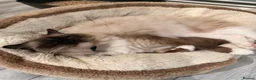 Ragdoll cats for sale: Pure breed healthy Ragdolls  - Advert 11