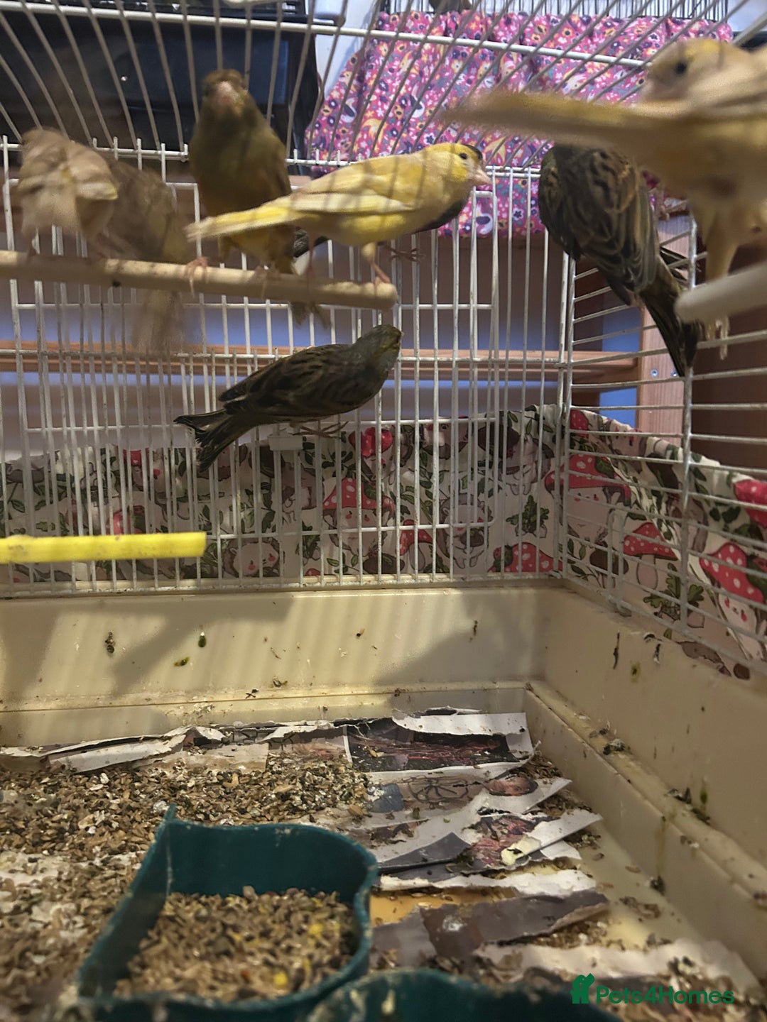 Canaries birds for sale: Canaries mixed colour  - Advert 6