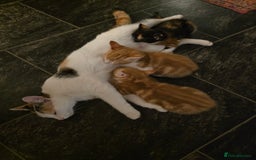 Mixed Breed cats for sale: 3 gorgeous kittens - Image 11