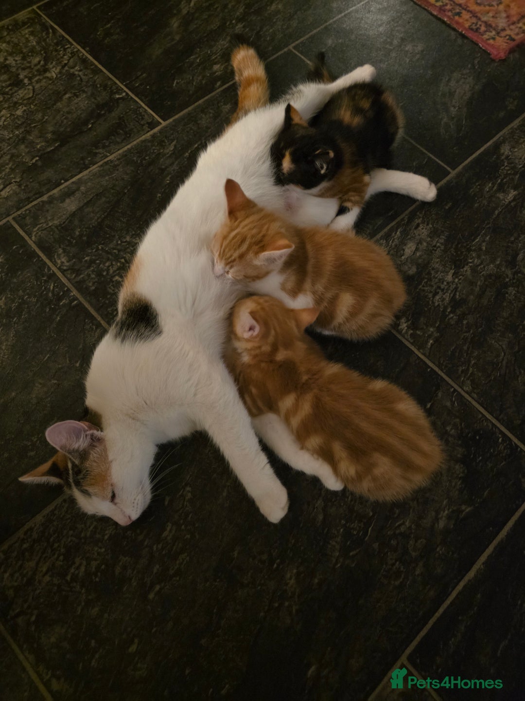 Mixed Breed cats for sale: 3 gorgeous kittens - Image 11