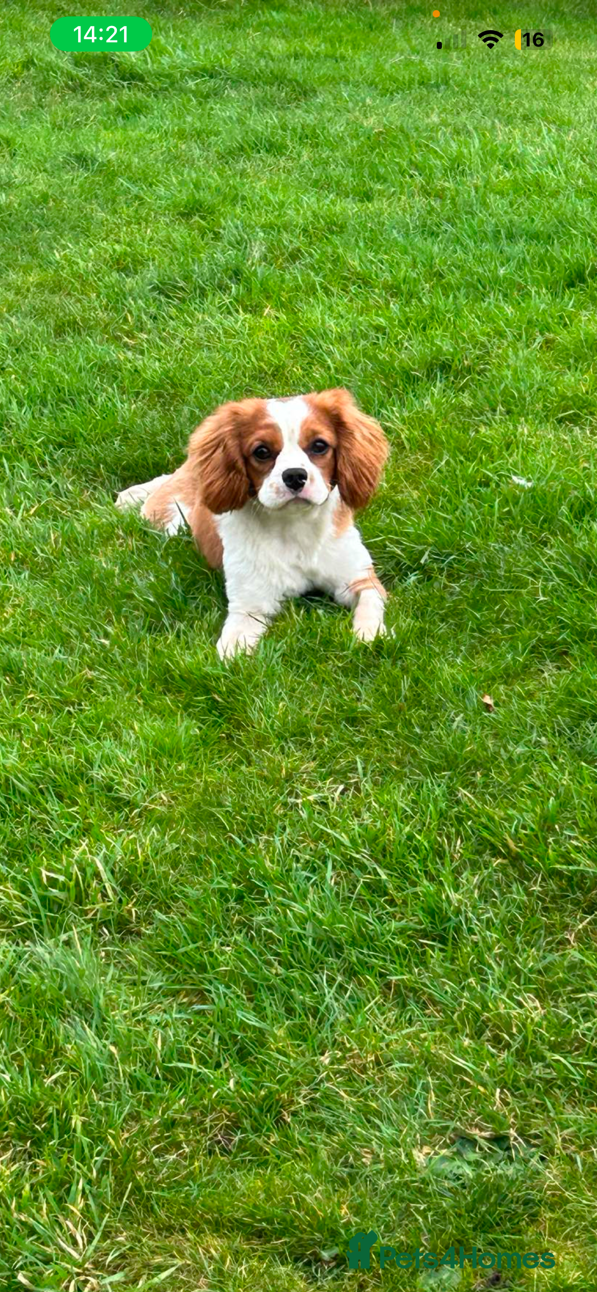 Cavalier King Charles Spaniel dogs Beautiful Cavalier King Charles for stud  in Kelso - Advert 1