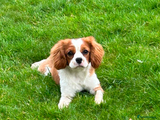 Cavalier King Charles Spaniel dogs Beautiful Cavalier King Charles for stud in Kelso - Advert 4