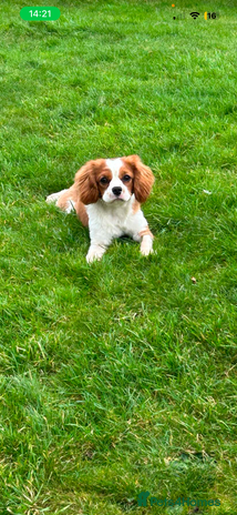 Cavalier King Charles Spaniel dogs Beautiful Cavalier King Charles for stud in Kelso - Advert 1