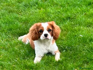Cavalier King Charles Spaniel dogs Beautiful Cavalier King Charles for stud in Kelso - Advert 2