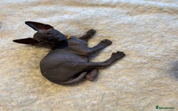 Sphynx cats for sale: 6 adorable sphinx kittens for sale  - Image 3