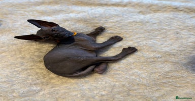Sphynx cats - Advert 2