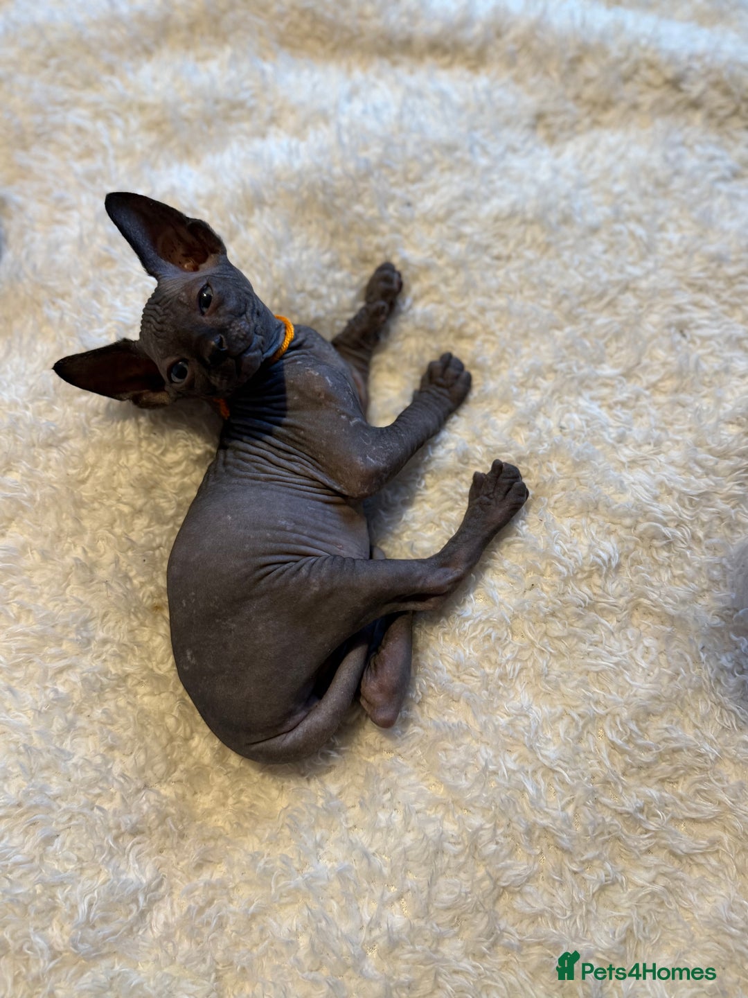 Sphynx cats for sale: 6 adorable sphinx kittens for sale  - Image 3