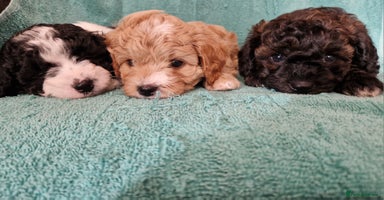 Cavapoo dogs - Advert 13